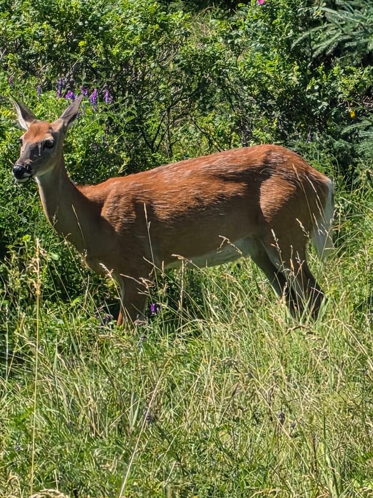 Animal en liberté à l'intérieur de l'immense parc Bic de Rimouski.